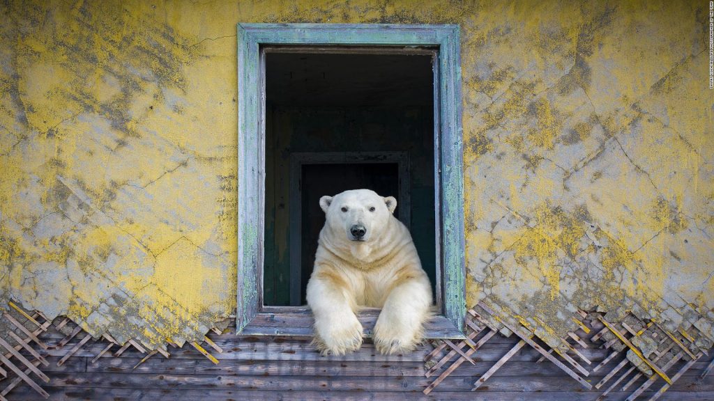 Estas fotos compiten por el premio al Fotógrafo de Vida Silvestre 2022