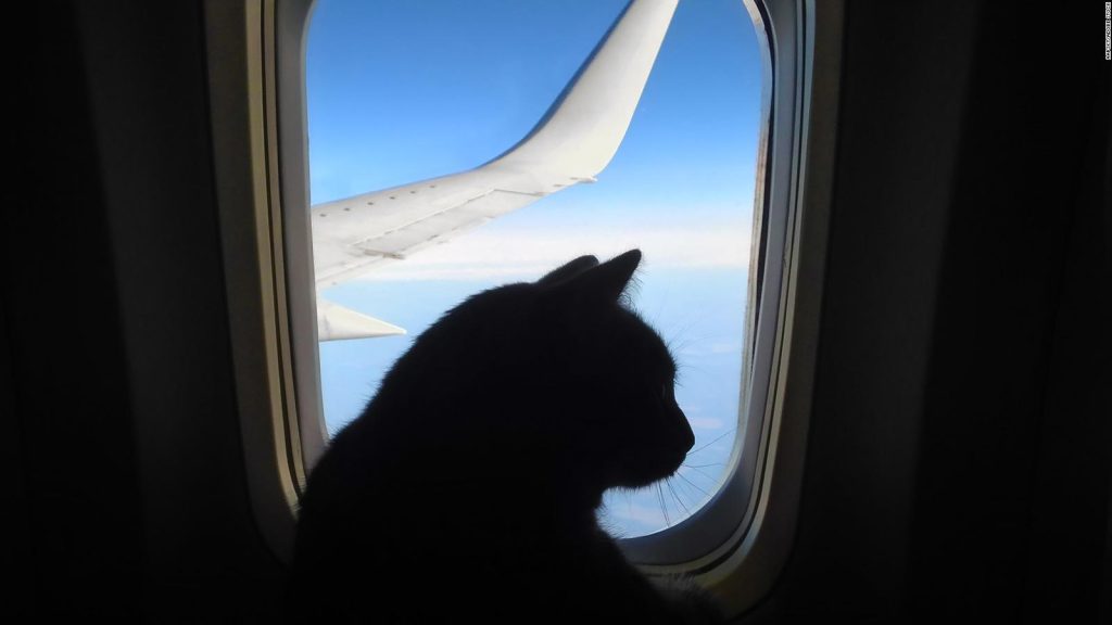 ¿Debería permitirse viajar con gatos en la cabina del avión?