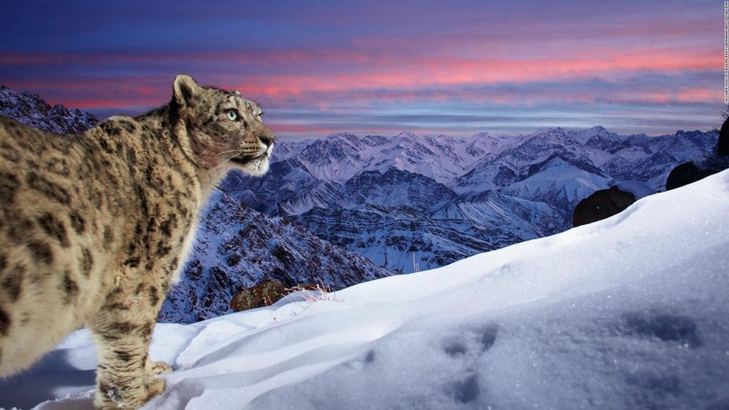 Espectacular imagen de un leopardo de las nieves gana premio de fotografía