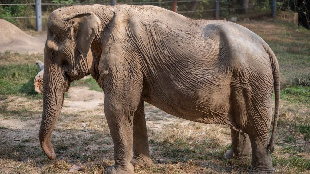 Esto es lo que años de pasear turistas le hacen a un elefante