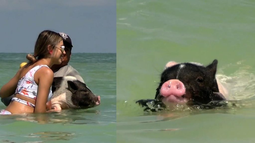 ¿Quieres nadar con cerditos miniatura? Conoce "Pig Beach", la playa en el caribe mexicano que enamora a los turistas | Video