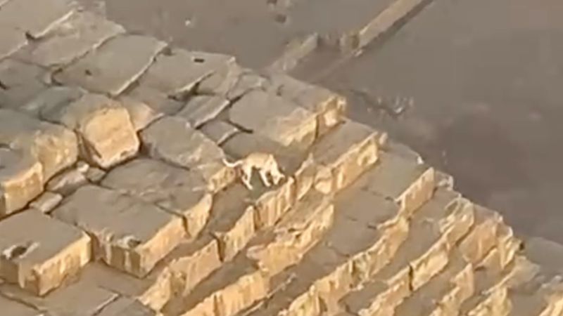 Graban a un perro en la cima de una antigua pirámide en Egipto